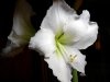 Amaryllis2584.jpg