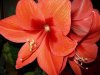 Amaryllis.JPG