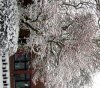Cotoneaster im Schnee 443X500.jpg