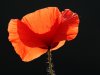 img_2246mohn.jpg