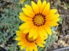 gerbera.JPG