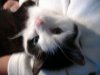 Gismo 001.jpg