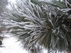 winter1.JPG