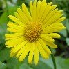 Doronicum 0001.jpg