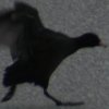 fliegerstaffel4.jpg