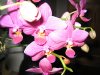orchidee3.JPG