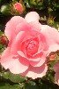 Kopie vonRosen 062 67X100.jpg