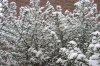 MÃ¤rz-Schnee 007 500X330.jpg