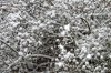 Schnee 0009.JPG