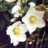 Schneerose.jpg