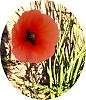 Web[1].%20Mohn%203%2C%20oval.jpg