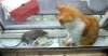 cat&mouse01.jpg