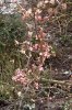 MÃ¤rz 001 333X500.jpg