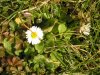 blume.jpg