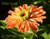 Geb-gerbera.jpg