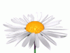 Blume00013.gif