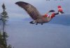 Vogelgrippe-Vorsichtsmassnahmen.jpg