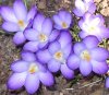 FrÃ¼hling 0001.jpg
