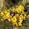 FrÃ¼hling 0003.jpg