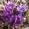 FrÃ¼hling 0005.jpg