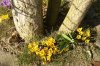 FrÃ¼hling 0007.jpg