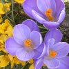 FrÃ¼hling 0017.jpg