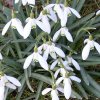 FrÃ¼hling 0018.JPG