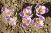 FrÃ¼hling 0020.jpg