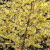 FrÃ¼hling 0023.JPG