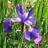 Iris 0002 340X340.jpg