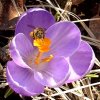 FrÃ¼hling 0009.jpg