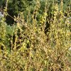 FrÃ¼hling 0047.JPG