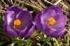 FrÃ¼hling 0004.jpg