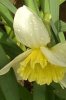 FrÃ¼hling 0058.JPG