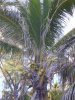 miami 2006a (7).JPG
