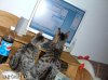 computerkatzen.jpg