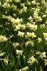 FrÃ¼hling 0092.JPG
