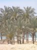 sinai , refah 027.jpg