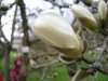 magnolienknospeauf.JPG