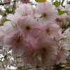 FrÃ¼hling 0131.JPG
