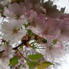 FrÃ¼hling 0134.JPG