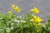 FrÃ¼hling 0137.JPG