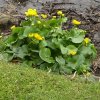 FrÃ¼hling 0138.JPG