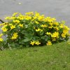 FrÃ¼hling 0139.JPG