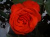 03 Rose3.jpg