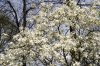 FrÃ¼hling 0152.jpg