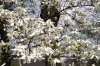 FrÃ¼hling 0153.jpg