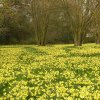 FrÃ¼hling 0161.JPG