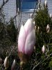 magnolie 002.jpg