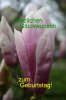 magnolienglÃ¼ckwunsch.jpg
